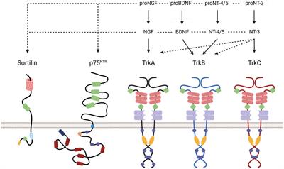 Influence of EGF and pro-NGF on EGFR/SORTILIN interaction and clinical impact in head and neck squamous cell carcinoma